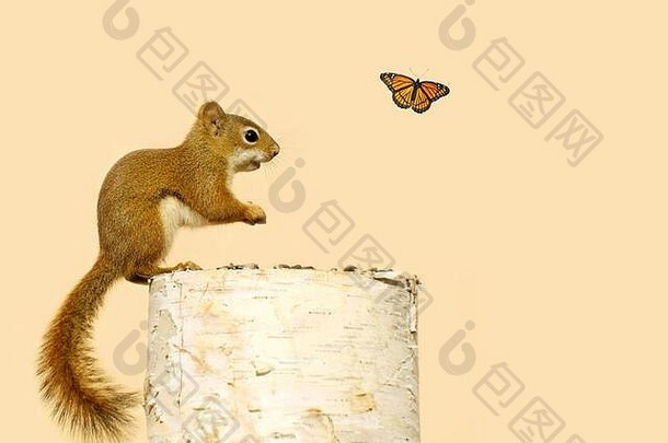 可爱的婴儿松鼠享受种子日志快乐蝴蝶通过