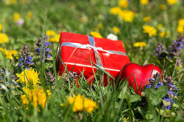 红色的礼物心前面春天草地