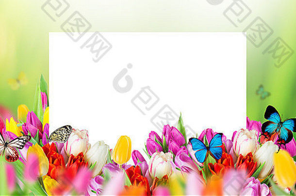 美丽的花束色彩斑斓的郁金香花超级跑车蝴蝶