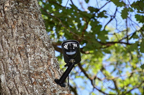 特写镜头视频监测相机森林
