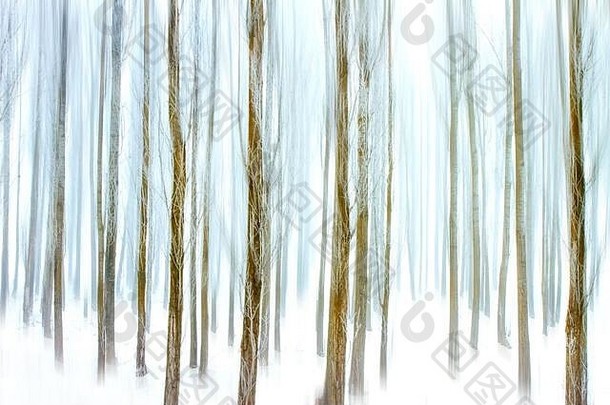 冬天雪雾森林杨树树冬天自然背景