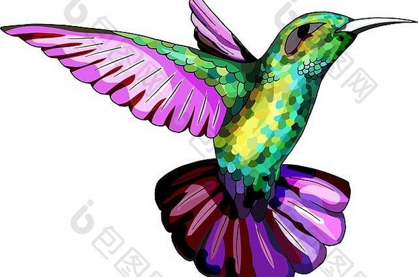 小蜂鸟异国情调的热带Colibri动物图标金翡翠羽毛