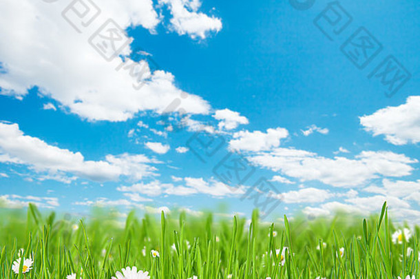 摘要花背景束草盛开的Chamomiles蓝色的天空背景免费的空间文本