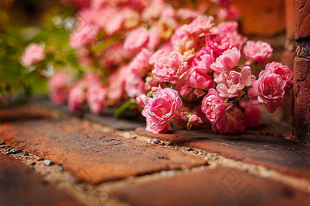 图像精致的粉红色的玫瑰说谎砖<strong>墙</strong>浅深度场