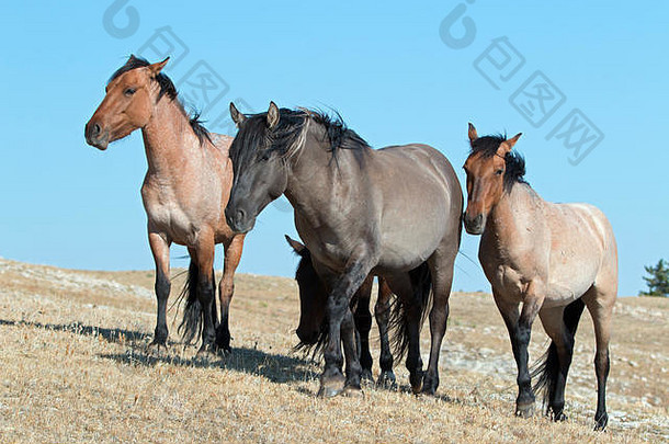 格鲁拉彩色的野生马种马M赛克斯脊普赖尔山野生马范围蒙大拿怀俄明美国
