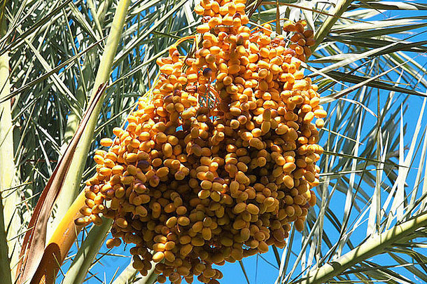 群色彩鲜艳的日期棕榈树