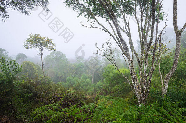 巴西大西洋森林林地场景早期早....雾蕨类植物