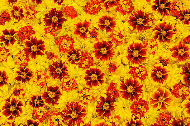 黄雏菊属拉西尼亚塔马樱丹属卡马拉万寿菊花头背景花模式