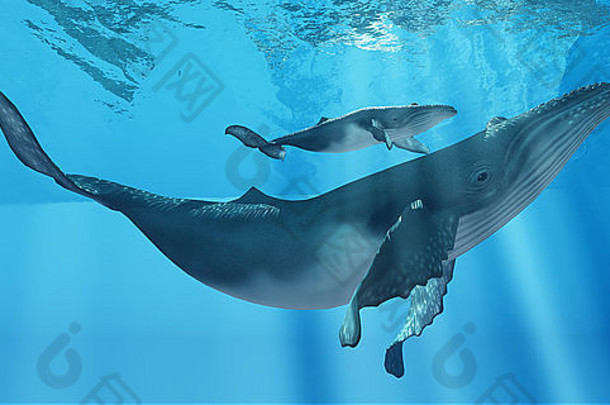 细心的座头鲸鲸鱼妈妈。使小腿保持关闭海洋表面