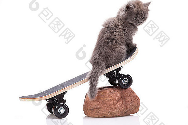 猫滑板