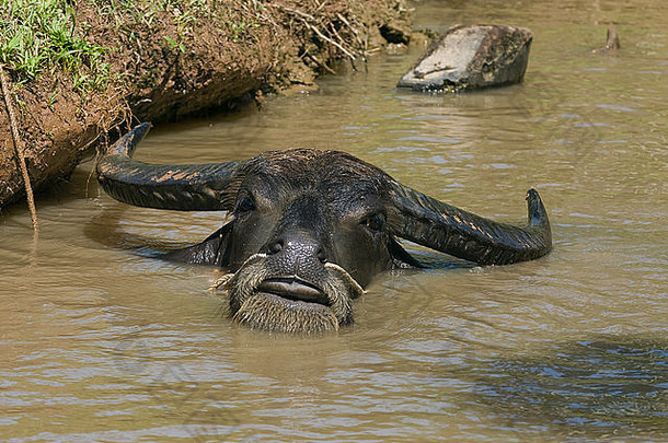 水水牛bubalus阿尼越南亚洲