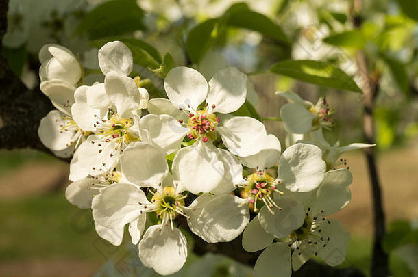春天花白色花瓣梨树洗背景