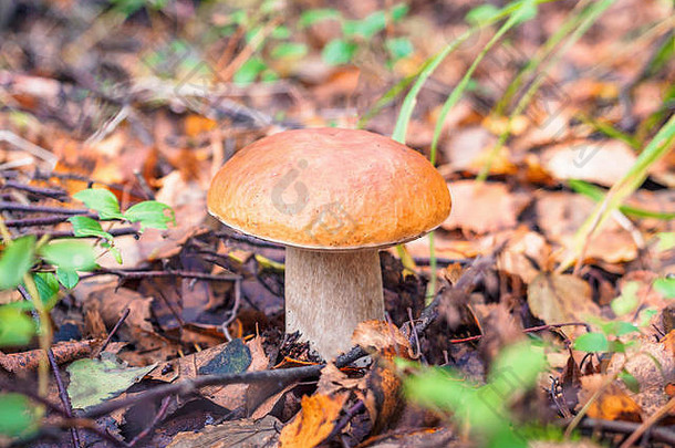 蘑菇森林选择大口袋蘑菇森林秋天森林蘑菇挑选季节可食用的牛肝菌大美丽的