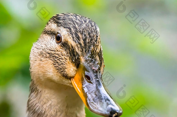 美丽的鸭肖像惊人的野生动物野鸭鸭相机自然自然世界鸭头拍摄春天野生动物英格兰