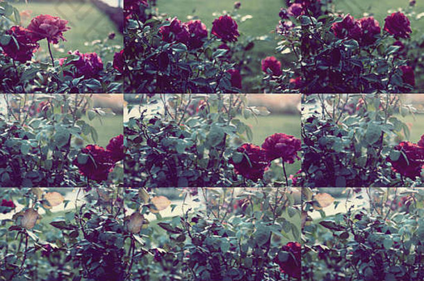 集死亡玫瑰秋天花园彩色的拍摄