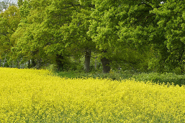 油菜籽石油场完整的花树新叶的肯特农村肯特英格兰曼联王国欧洲