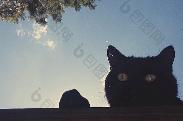 黑色的猫凝视窗台