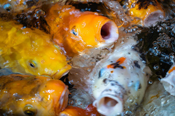 鱼喂养氧气混乱色彩斑斓的脸的身体