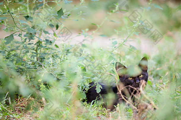 愤怒的流浪黑色的猫隐藏草灌木盯着相机黄色的眼睛图片流浪黑色的猫隐藏