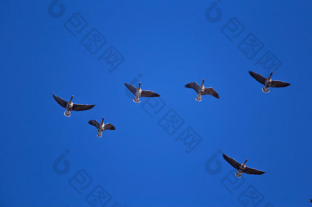 美丽的飞行群迁徙鹅蓝色的天空背景