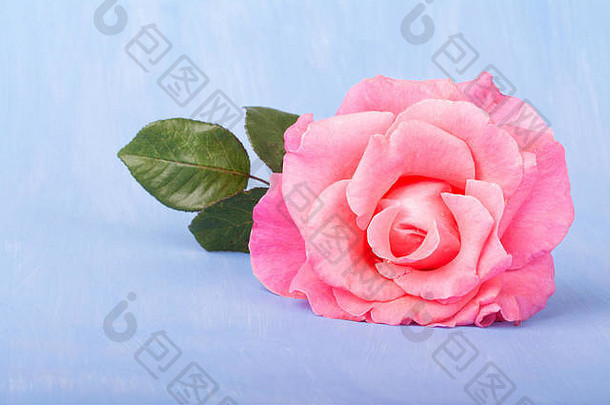 大粉红色的玫瑰画光蓝色的背景复制空间