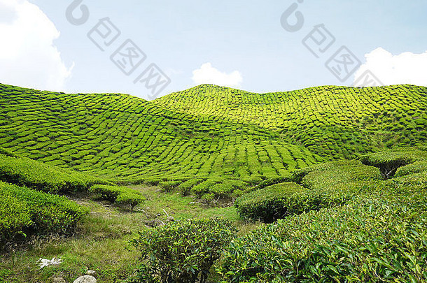风景优美的拍摄做。茶种植园卡梅隆高地马来西亚
