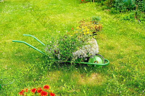 装饰花园独轮手推车群植物绿色草背景