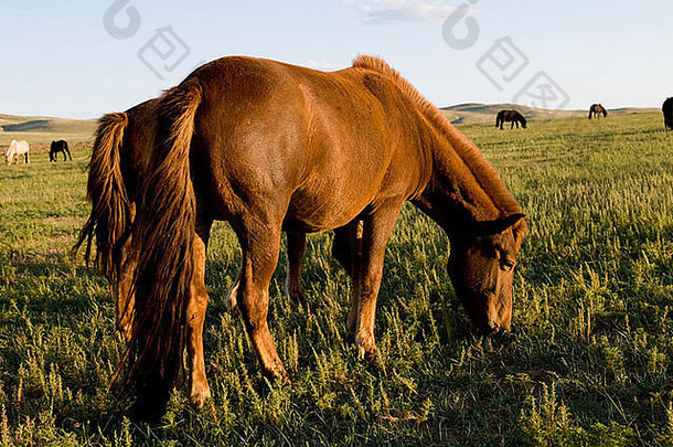 牛群马蒙古草原