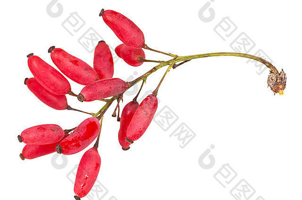 红色的小檗属植物拍摄成熟的水果孤立的白色背景