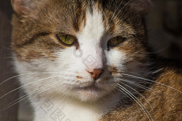 肖像街猫流浪猫伤心动物大胆的眼睛眼睛完整的悲伤悲伤羊毛猫眼睛猫