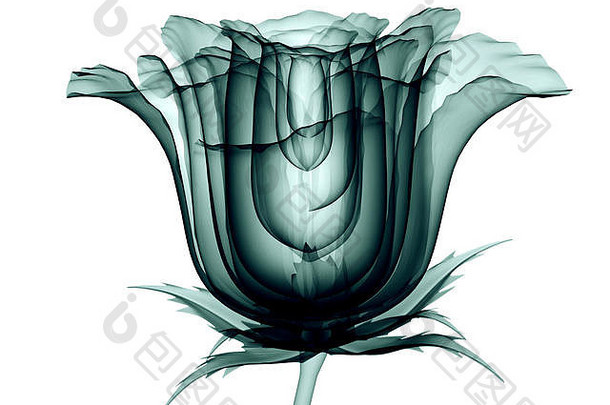 x射线图像花孤立的白色玫瑰插图