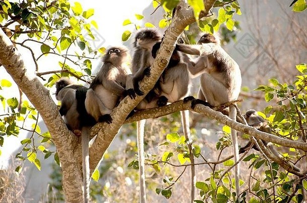 微暗的叶猴子微暗的长spectaacled长presbytis针孔里德家庭坐着树休息