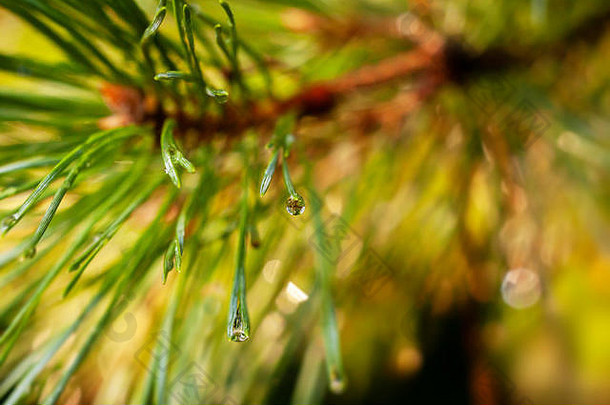 背景雨滴主题松<strong>针</strong>模糊的绿色自然背景