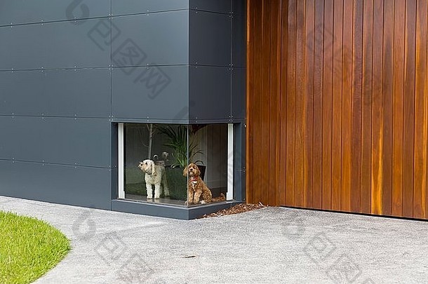颜色照片白色狗棕色（的）狗等待前面低窗口房子木材铝claddin