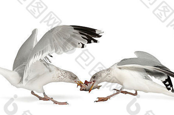 欧洲鲱鱼金larus鸥年冬天羽毛飞行白色背景