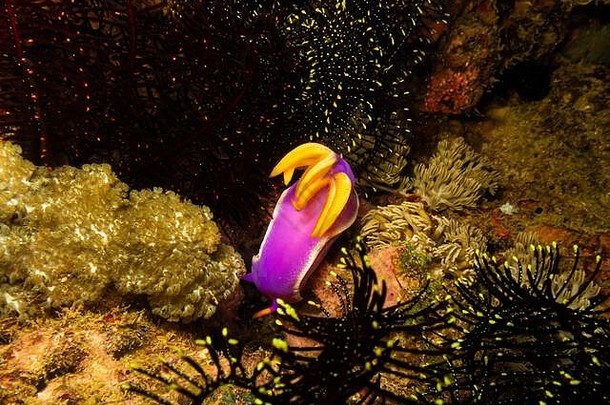 裸鳃亚目动物海普塞多里斯天启波多黎各galera礁菲律宾珊瑚礁健康的拥挤的生活