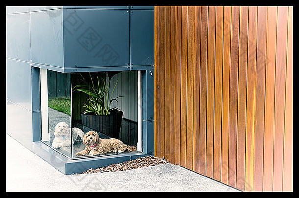 古董颜色照片白色狗棕色（的）狗等待盈方低窗口房子木材铝