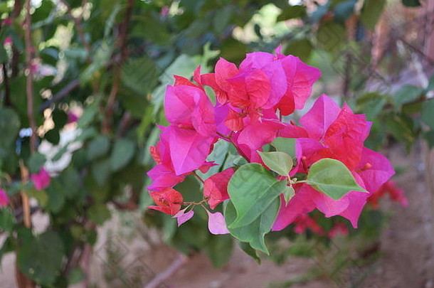 叶子花属属棘手的观赏葡萄树灌木树如花似玉春天叶子花岛马达加斯加