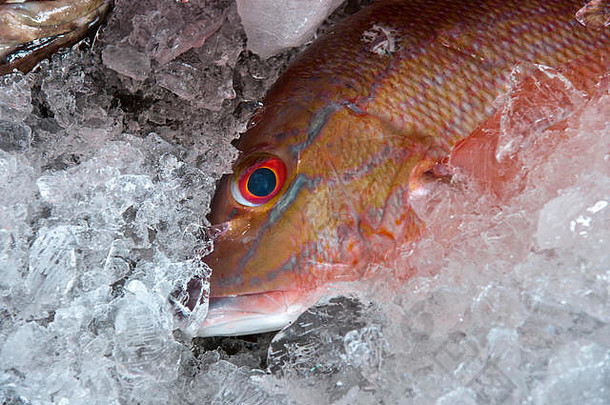 红色的鲷鱼鱼提供大新鲜的市场为什么保罗巴西