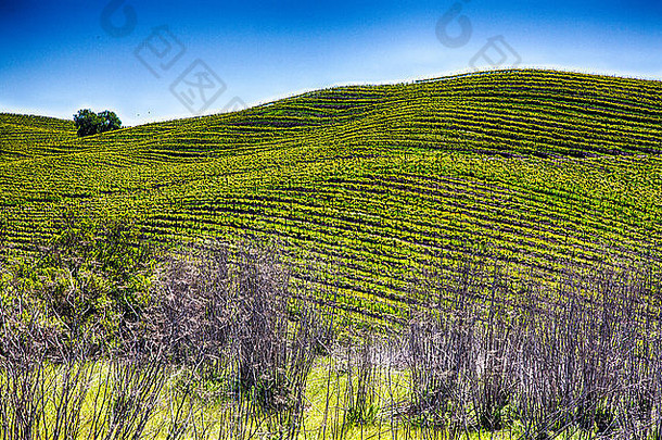 滚动山覆盖行行葡萄葡萄树培养葡萄园加州酒国家