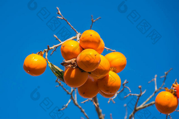 柿子树成熟的橙色水果阿根斯特蓝色的天空秋天时间