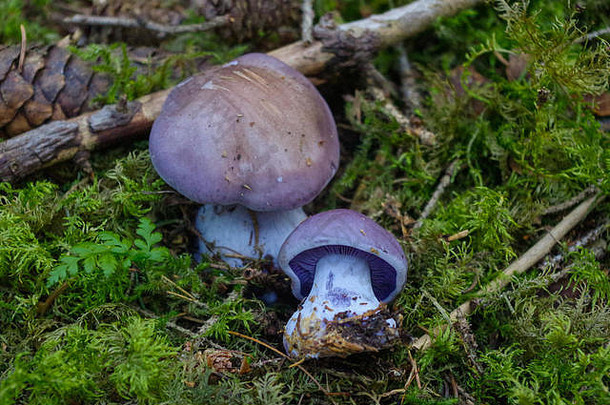 光淡紫色皮蒂纳里乌斯alboviolaceus<strong>蘑菇</strong>紫癜瘀伤网络帽担子菌类