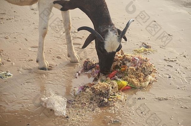 羊翻垃圾约夫海滩人口众多的沿海附近达喀尔塞内加尔