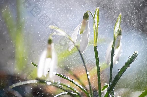 关闭春天雪花莲雪花属Nivalis雨光白色小花森林