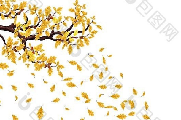 黄色的秋天分支橡木橡子飞行叶子插图
