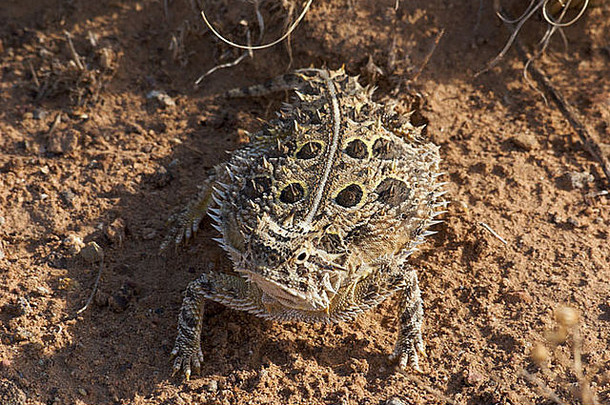 德州角蜥蜴由于cornutum姥早....太阳谷火灾状态公园墨西哥