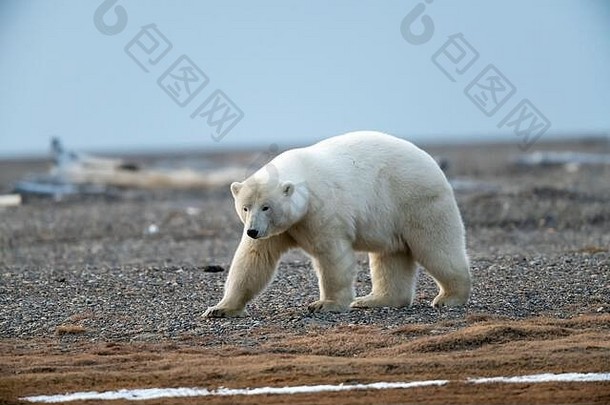 极地熊熊属maritimus卡克托维克阿拉斯加