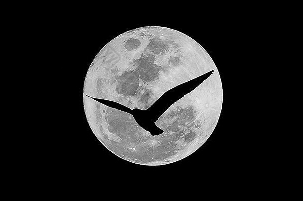 的轮廓海鸥飞行背景大月亮