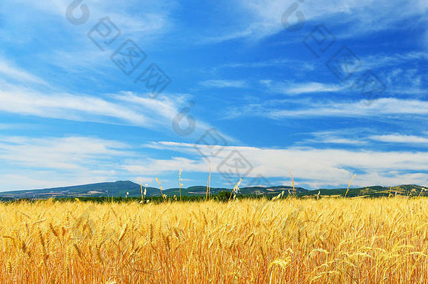 阳光明媚的小麦场