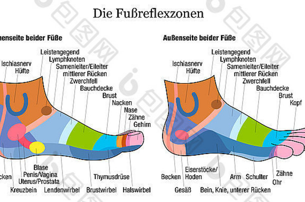脚反射疗法图表内部视图脚德国语言